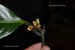 Myristica dactyloides